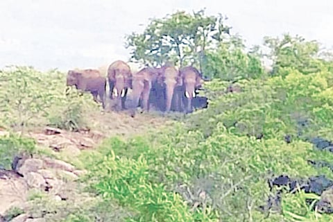 Kailancha-Ph-00001 - Ane Thenginkal Forest- 21-2-2021