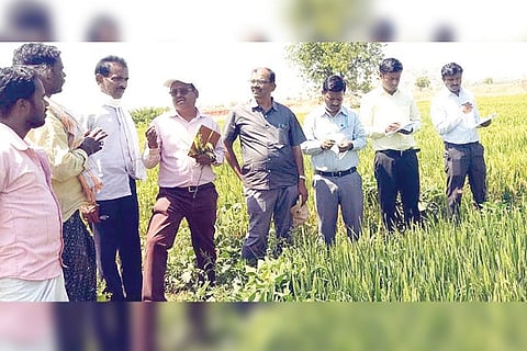 Manvi Paddy Crop Inspection