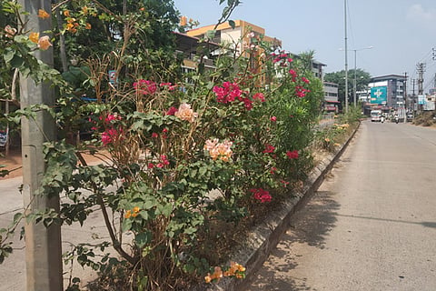 Road devider flower