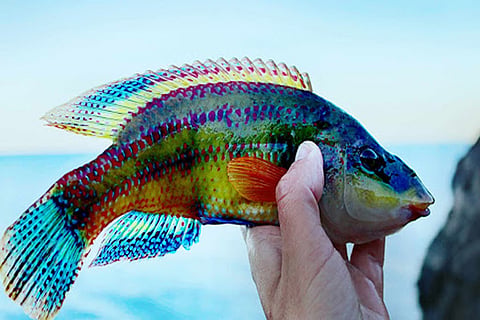 fish