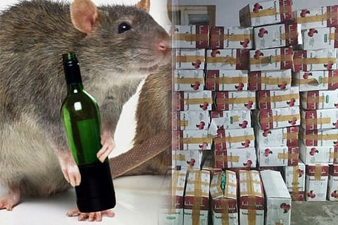 rat