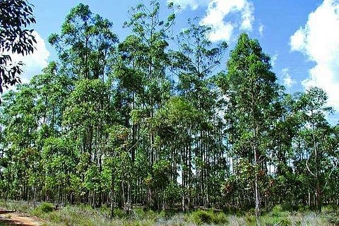 nilagiri