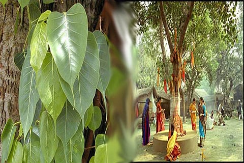 ಅರಳಿ ಮರ