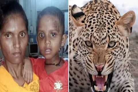 leopard