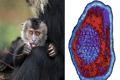 monkey