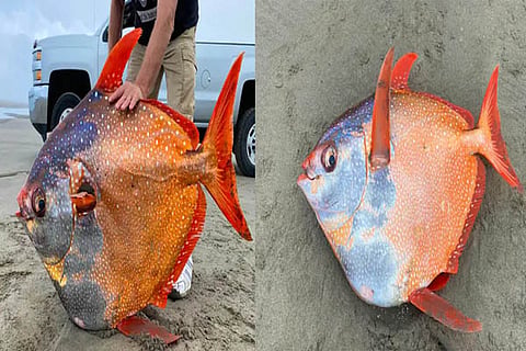 moonfish