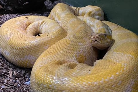 python