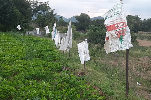 7 Budikote 2 Goni chila haagu tantigalinda beli