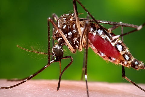 zika1