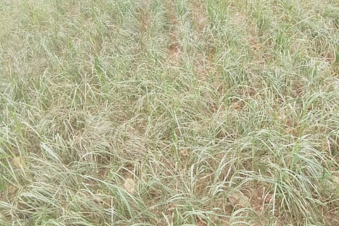 21 c n halli Ragi bele photo 1