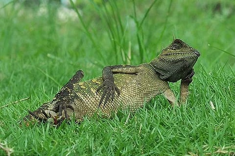 Lizard