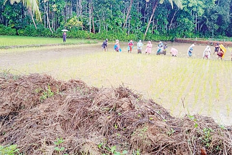 Ullala Hadeelu krushi