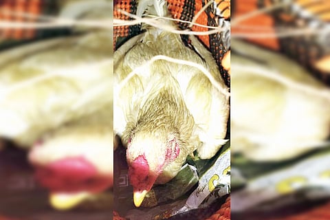 Chicken travel Hydrabad to Gangavati