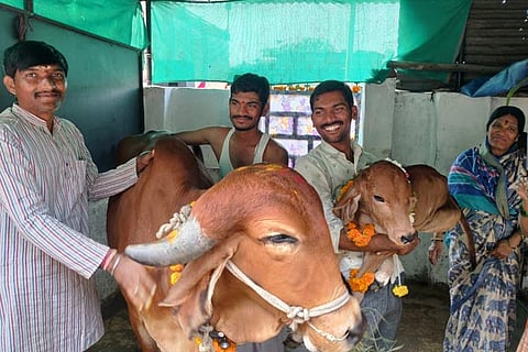 Cow
