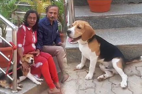 Dog F