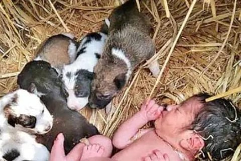 dog-guards-abandoned-newborn-baby