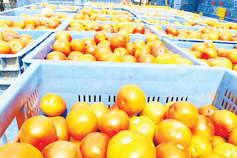 31- klr-006- local tomato-story-nswamy