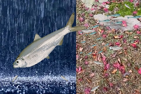 fish