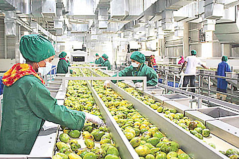 mango processing