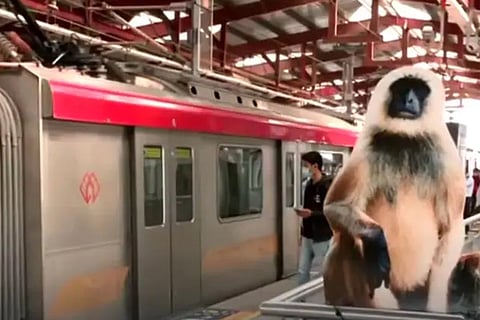 monkey