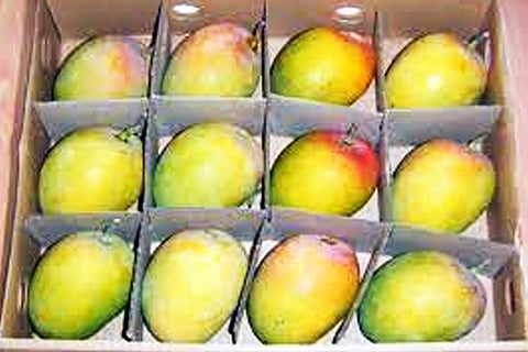 Mango F