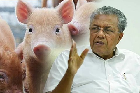 kerala pig
