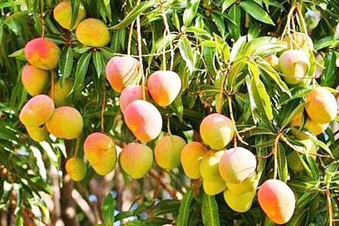 mango-plants-500x500