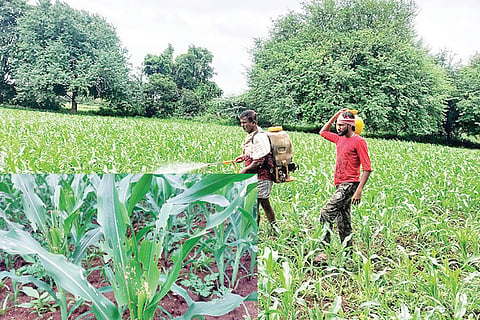 220722 Ujjini Maize Crop Farmers spraying medicine