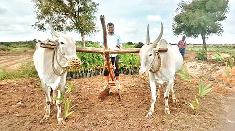 Challakere, Groundnut, Sowing, decrease, Special story,