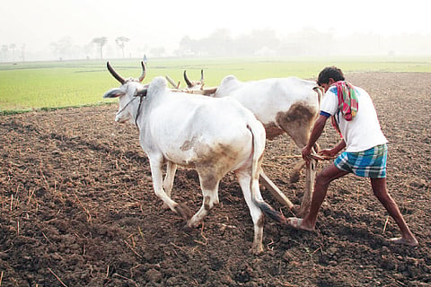 Farmer Subsidy