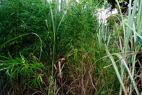 Marijuana