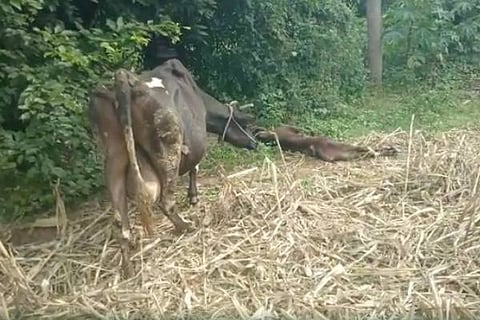 cow cheetha