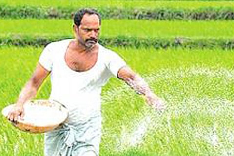 fertilser ragi
