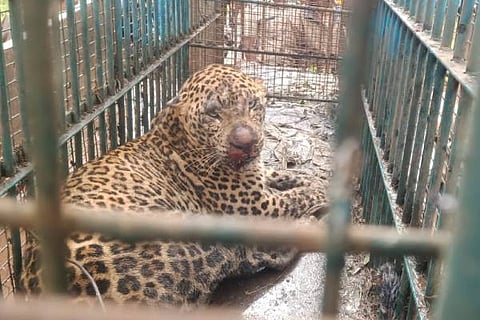 Sasvehalli, Srinidhi Estate, Cheetah,