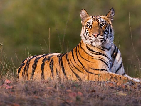 17 months old Bengal tiger cub (male) resting in open area