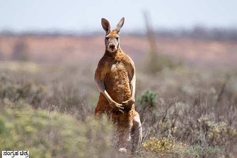 kangaroo