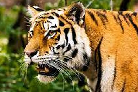 Tiger