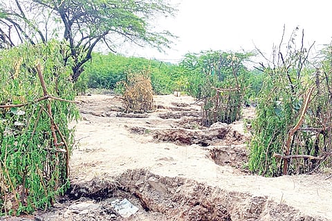 28112022 kustagi plantation of saplings