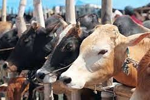 Cattle