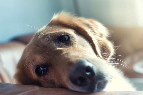 Dog