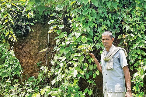 Organic farmer Harikrishna Kamath Mudipunadka