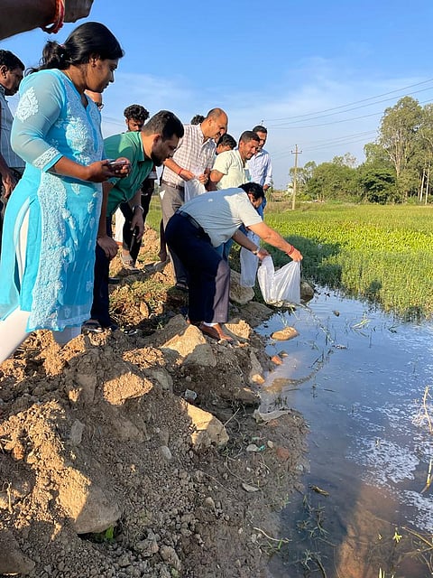 ಕೆರೆಗಳಿಗೆ ಉಚಿತ ಮೀನುಮರಿಗಳನ್ನು ದಾಸ್ತಾನು