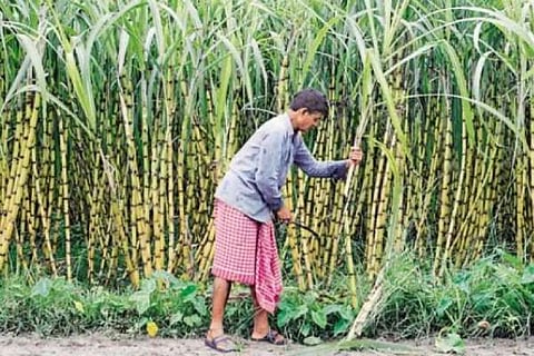 ಕಬ್ಬು ಬೆಳೆ