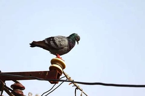 ಪಾರಿವಾಳ
