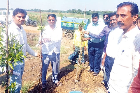 271222 Madapura Tree