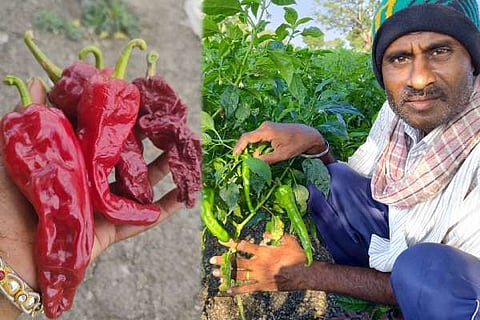 ಒಣ ಮೆಣಸಿನಕಾಯಿ