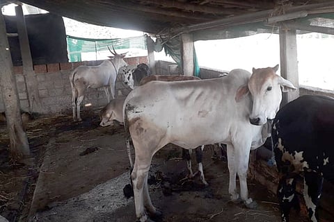 cow