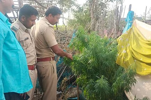 ಗಾಂಜಾ ಗಿಡ