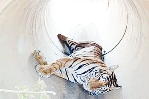 14 chelur p1 (1) tigerrrrrrrrrrrrrrrrrrrrrrrrr