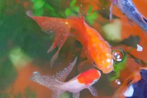 Fish